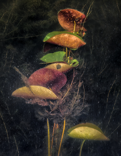 Aquatic Still Life