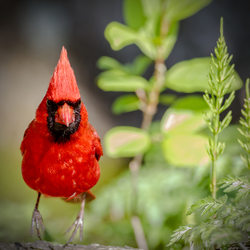 Jumping Cardinal
