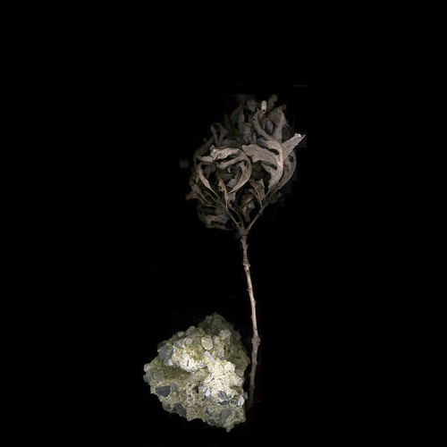 Still Life 5