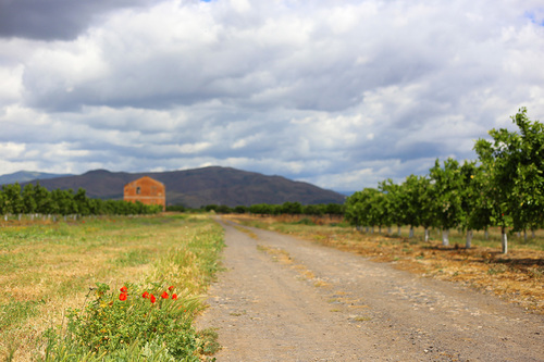 Sicilian Countryside