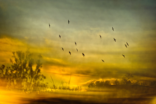 Murmuration 2