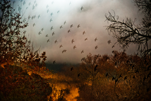 Starling Song
