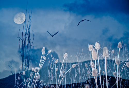 Teasel Escape