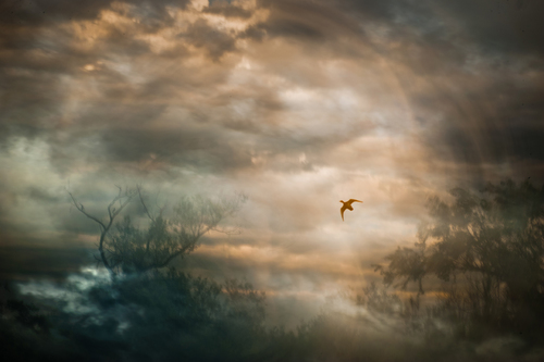 Storm Following