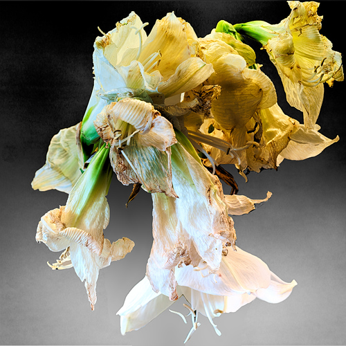 Untitled (1)