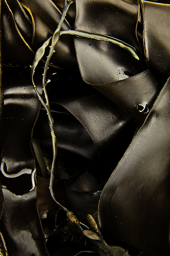 Seaweed 3, Maine Coast