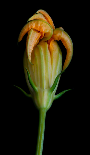 Zucchini Jester