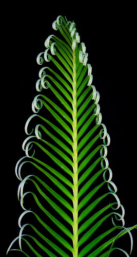 Unfurling