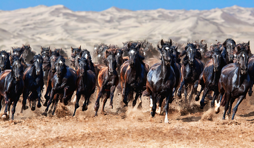 Paso Heritage
