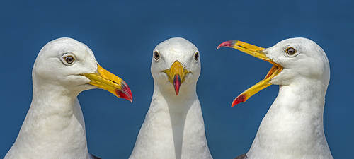 Seagulls Conference