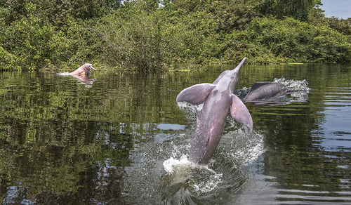 Amazon Pinks