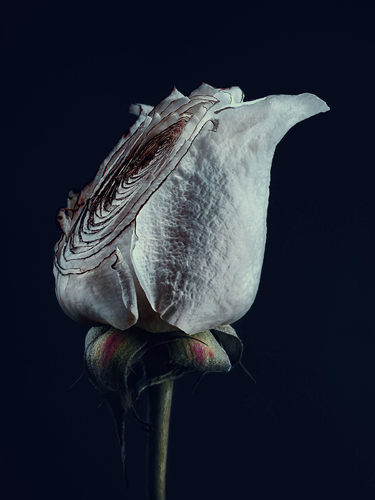 Assaulted Flowers. Rose. 
