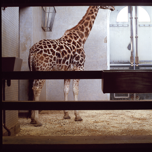 Giraffe