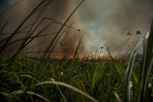 Birds in Sugar Cane