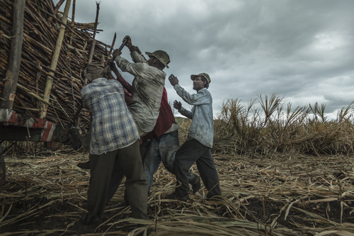 Sugar Cane Harvest