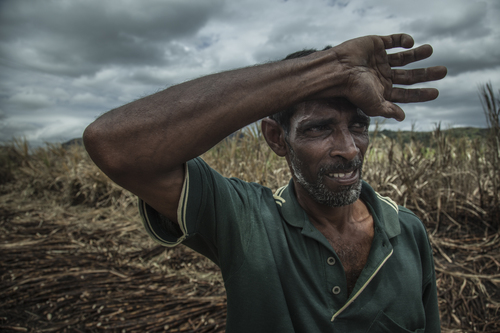 Fijian Indian Truck Driver