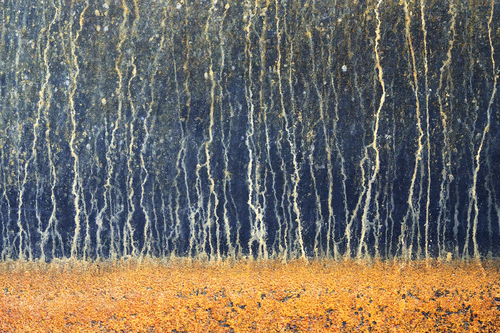 Enchanted Wood