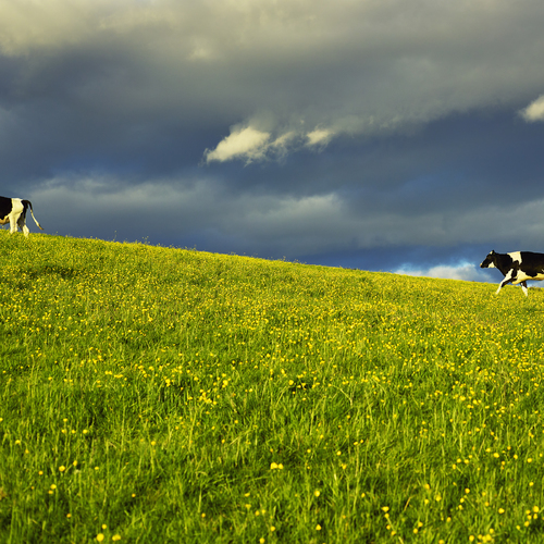 One Cow