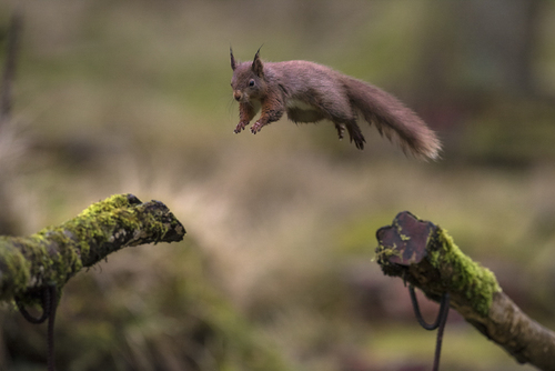 Squirrel Airlines