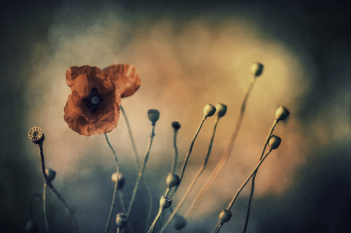 Art of the Poppy