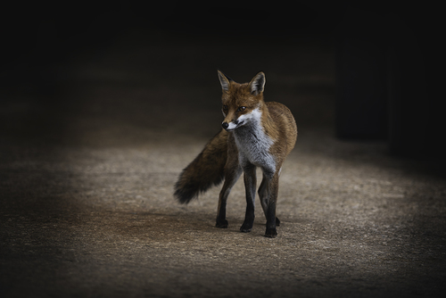 Reynard the Red