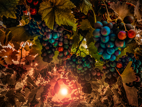 The Harvest Awaits