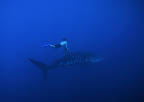 Whale Rider