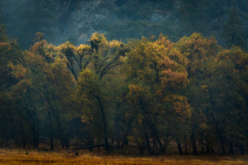 Oaks in the Rain