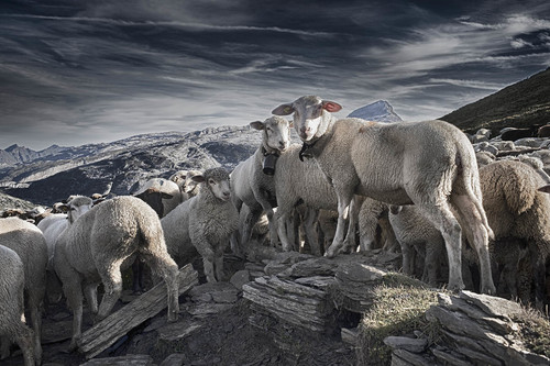Alpine pasture 