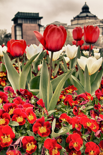 Tulip Time