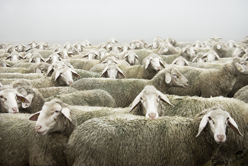be a sheep