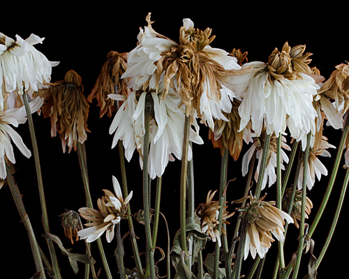 White Mumms 2, 9/2011