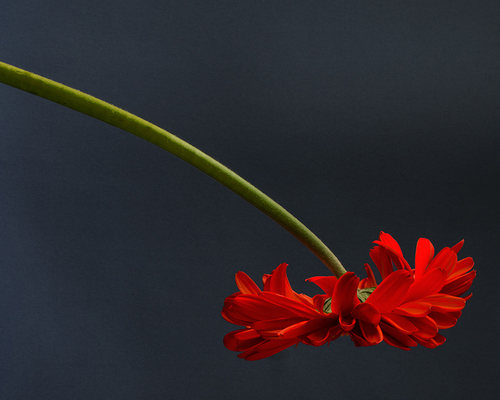 Red Gerbera 2