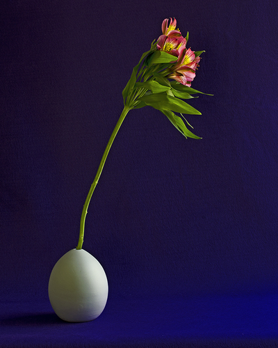 Alstromeria