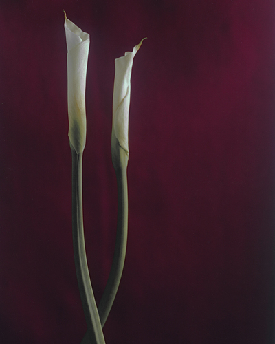 CalleLillies