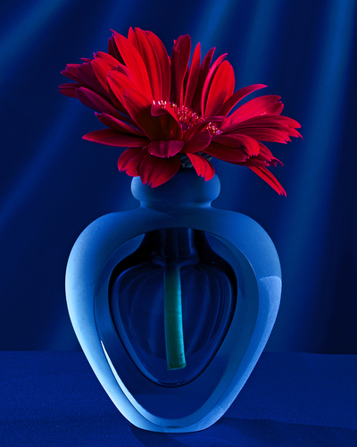 Gerbera 1