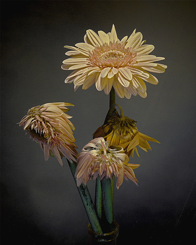 Yellow Daisies