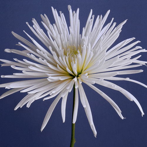 White Burst