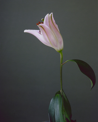 Fuji Lilly