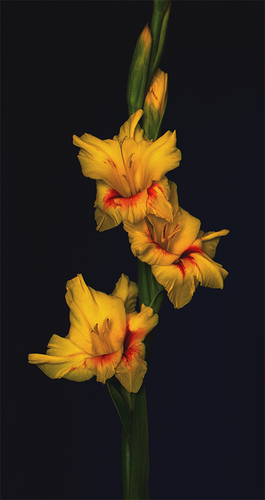 Gladiolus 3