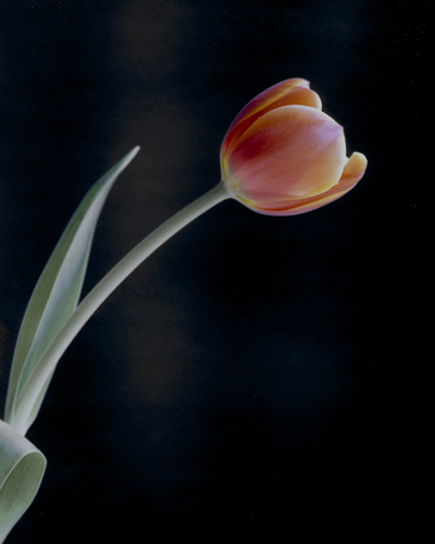 Tulip 6