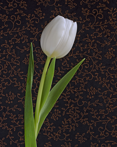 White Tulip