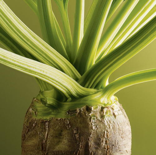 Sugar Beet