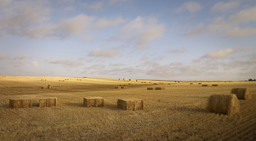 Hayfield