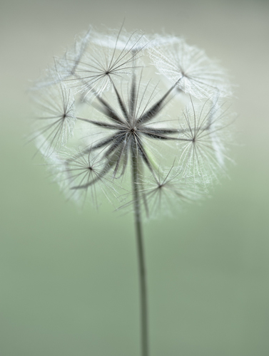 Tragopogon Pratensis