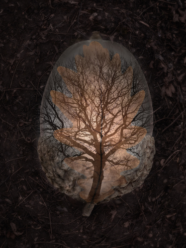 Holon I - Quercus robur