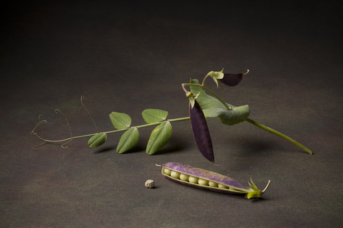 Purple Podded Pea