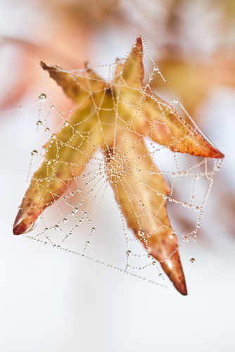 Winter web