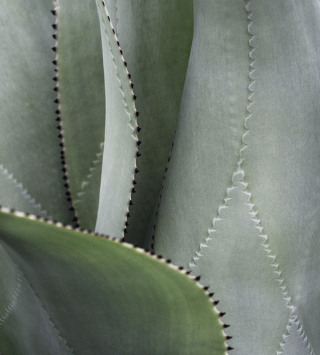 Agave
