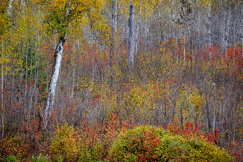 Northern Pallet